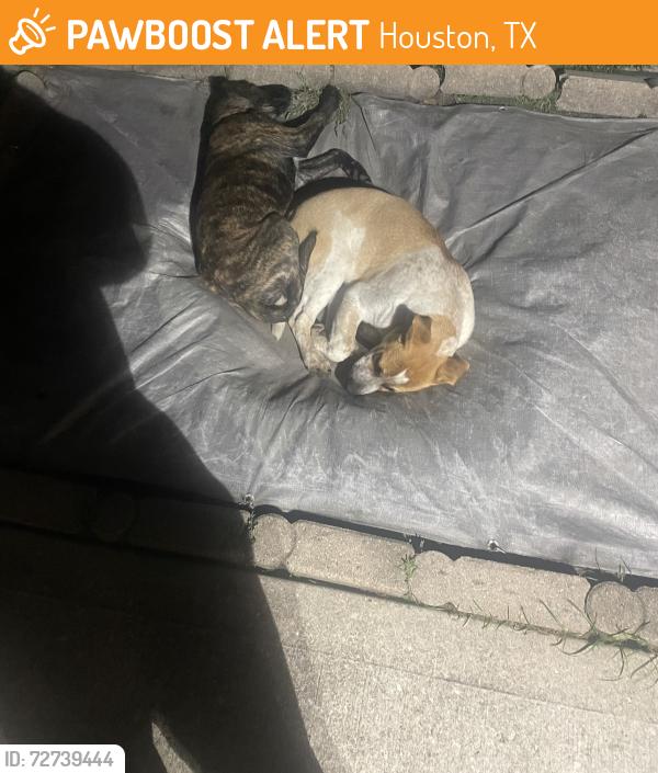 Found/Stray Female Dog last seen Praise court , Houston, TX 77048