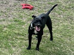 Lost Female Dog last seen Northbridge ests , Clayton County, GA 30228