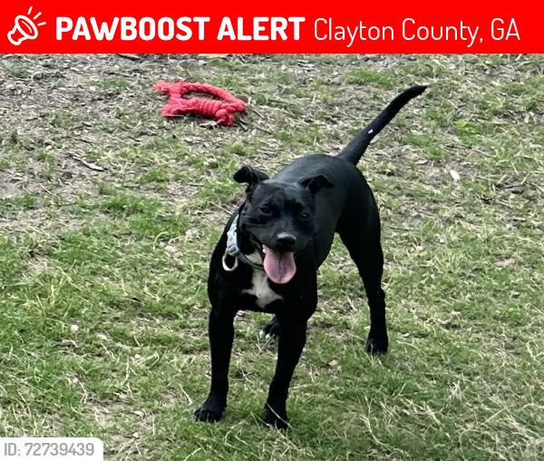 Lost Female Dog last seen Northbridge ests , Clayton County, GA 30228