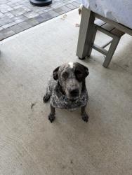 Lost Male Dog last seen Somerset, Mastic, NY 11950