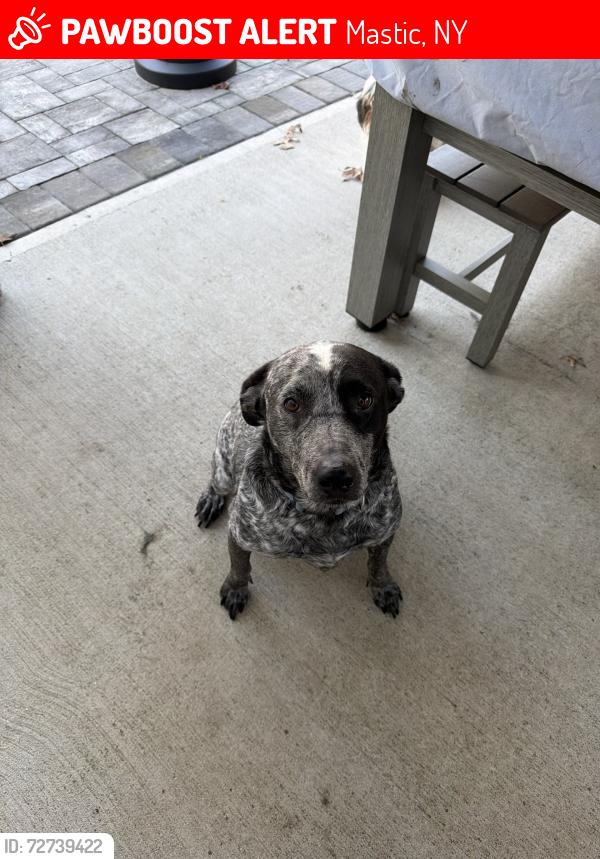 Lost Male Dog last seen Somerset, Mastic, NY 11950