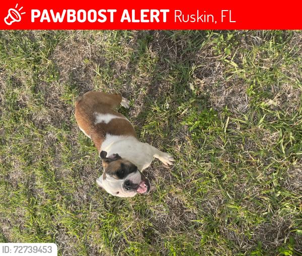Lost Female Dog last seen Ruskin Florida, Ruskin, FL 33570