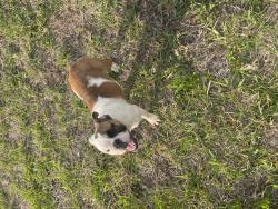 Lost Female Dog last seen Ruskin Florida, Ruskin, FL 33570