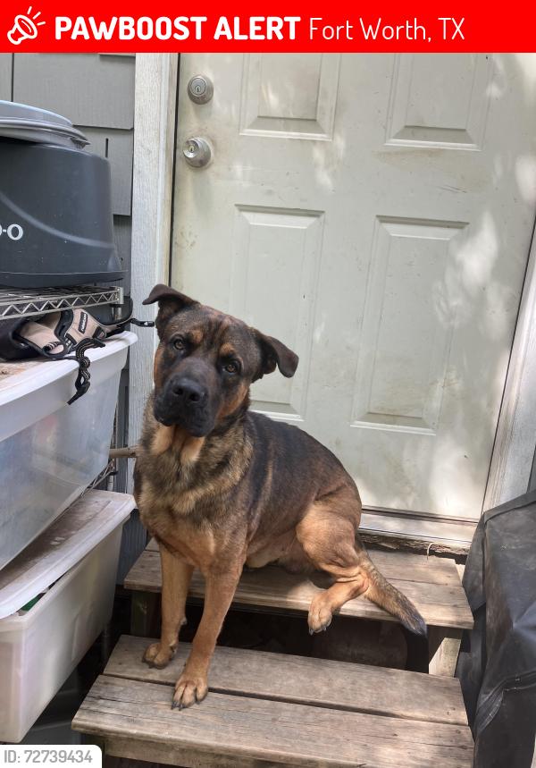 Lost Male Dog last seen hemphill near town center , Fort Worth, TX 76115