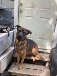 Lost Male Dog last seen hemphill near town center , Fort Worth, TX 76115