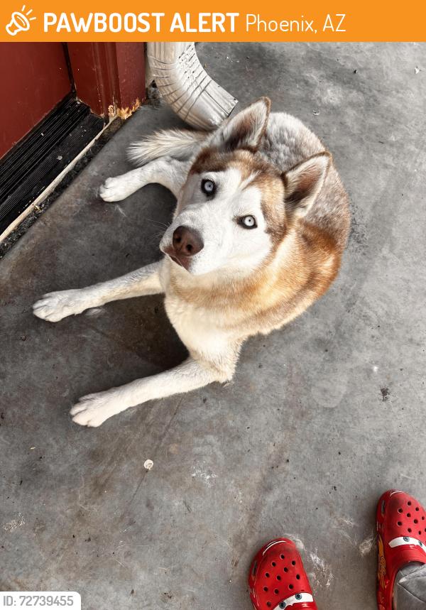Found/Stray Male Dog last seen Near N 75th Ave, Phoenix, AZ 85035, Phoenix, AZ 85035