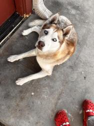 Found/Stray Male Dog last seen Near N 75th Ave, Phoenix, AZ 85035, Phoenix, AZ 85035