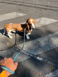 Lost Male Dog last seen Corceles, Ciudad de México, CDMX 01430