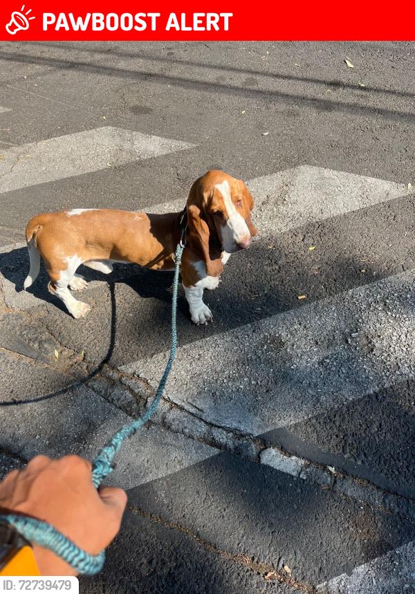 Lost Male Dog last seen Corceles, Ciudad de México, CDMX 01430