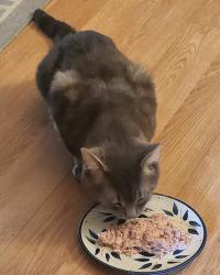 Found/Stray Male Cat last seen Geesey Park, Altoona, PA 16602