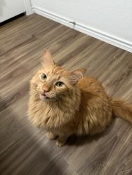 Lost Female Cat last seen bluejack way, hutto, tx , Hutto, TX 78634