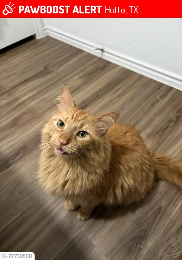 Lost Female Cat last seen bluejack way, hutto, tx , Hutto, TX 78634