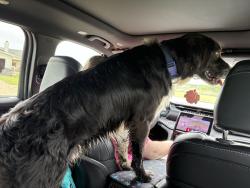 Found/Stray Male Dog last seen Valero , Mount Calm, TX 76673