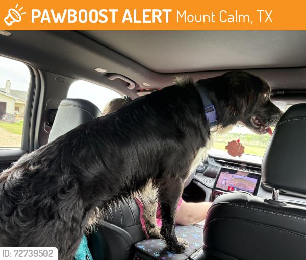 Found/Stray Male Dog last seen Valero , Mount Calm, TX 76673