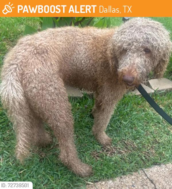 Found/Stray Male Dog last seen Dolphin Rd & 30 , Dallas, TX 75223