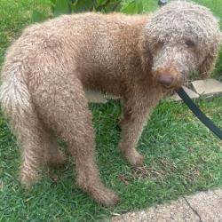 Found/Stray Male Dog last seen Dolphin Rd & 30 , Dallas, TX 75223