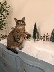 Found/Stray Female Cat last seen Azevedo Dr, Sacramento, CA 95833