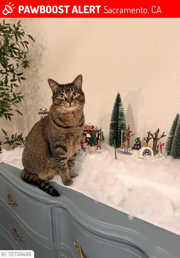 Found/Stray Female Cat last seen Azevedo Dr, Sacramento, CA 95833