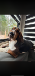 Lost Male Dog last seen Sechrist Loop Road, Pilot Mountain, NC 27041