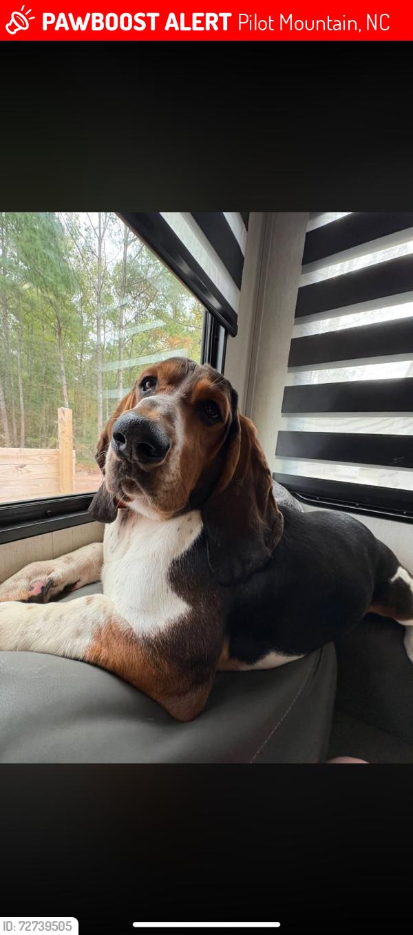 Lost Male Dog last seen Sechrist Loop Road, Pilot Mountain, NC 27041