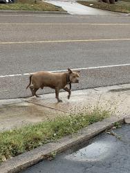 Found/Stray Male Dog last seen sugar and old 83, Pharr, TX 78577
