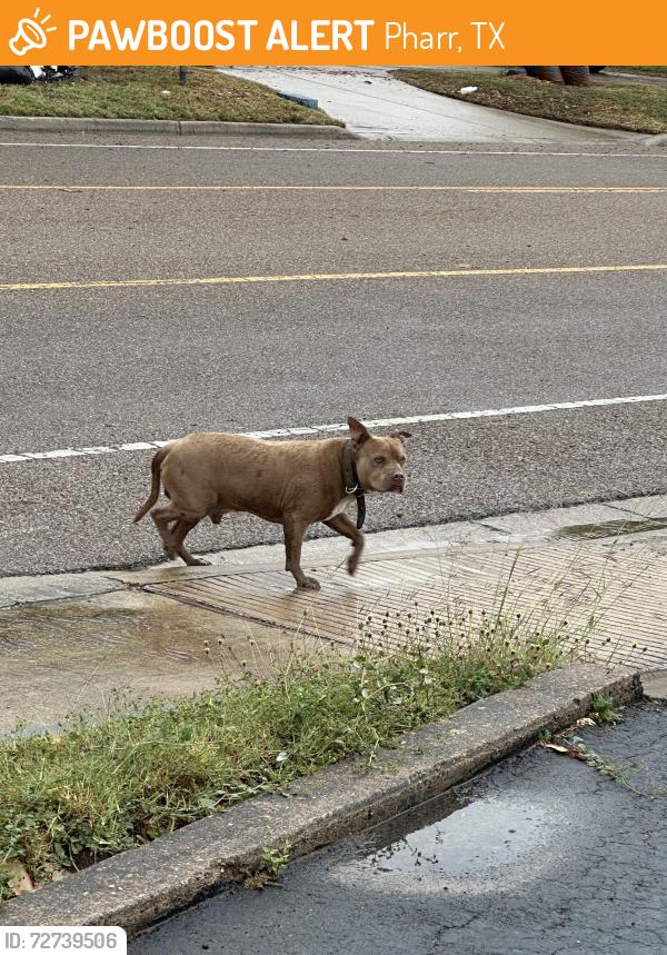 Found/Stray Male Dog last seen sugar and old 83, Pharr, TX 78577