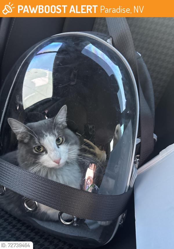 Found/Stray Unknown Cat last seen Silverado Ranch and Pollock, Paradise, NV 89123