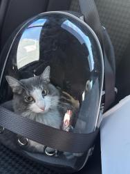 Found/Stray Unknown Cat last seen Silverado Ranch and Pollock, Paradise, NV 89123