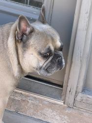 Found/Stray Male Dog last seen Alexander and Revere, Las Vegas, NV 89106