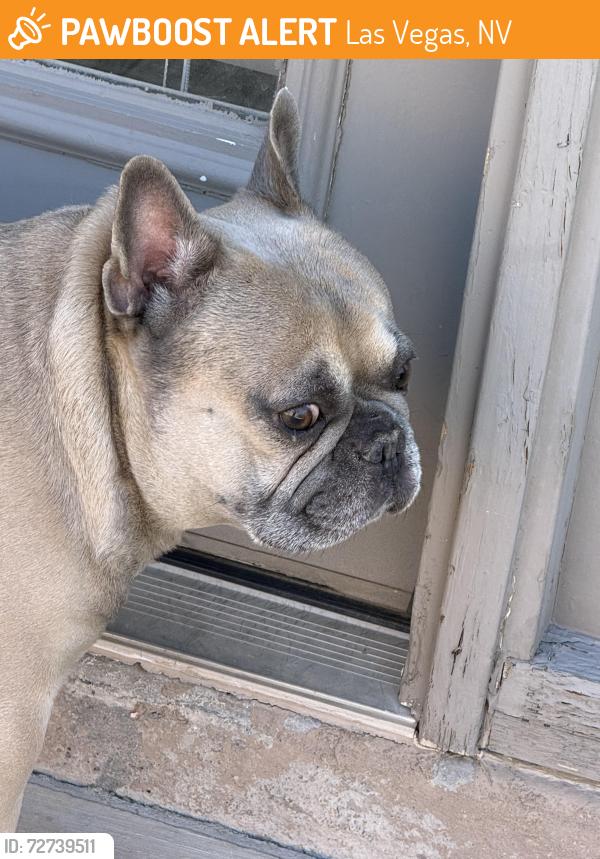Found/Stray Male Dog last seen Alexander and Revere, Las Vegas, NV 89106