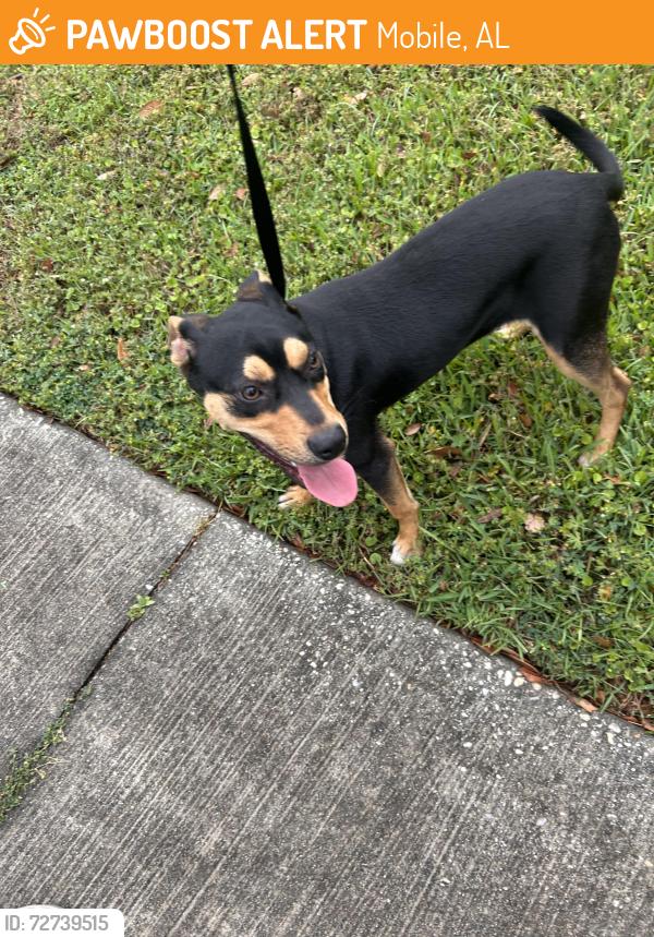 Found/Stray Male Dog last seen Mcphillips ave and dauphin , Mobile, AL 36604