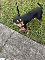 Found/Stray Male Dog last seen Mcphillips ave and dauphin , Mobile, AL 36604