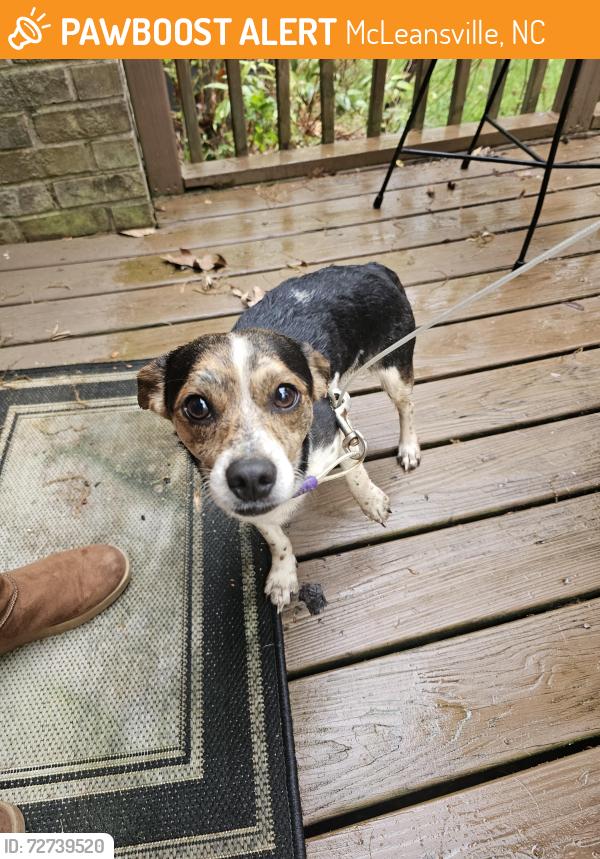 Found/Stray Male Dog last seen Old Julian , McLeansville, NC 27301
