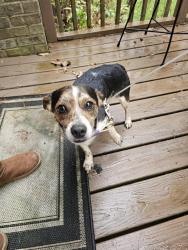 Found/Stray Male Dog last seen Old Julian , McLeansville, NC 27301