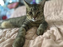 Lost Male Cat last seen Clairemont drive, San Diego, CA 92117