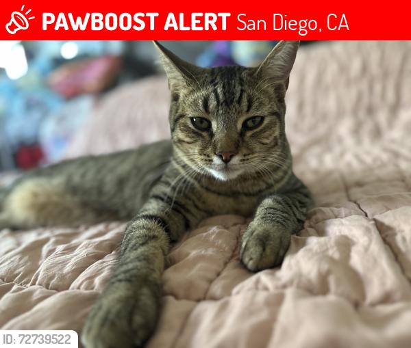 Lost Male Cat last seen Clairemont drive, San Diego, CA 92117