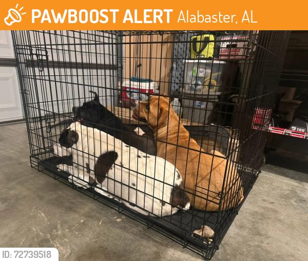 Found/Stray Female Dog last seen Sterling Gate, Alabaster, AL 35114