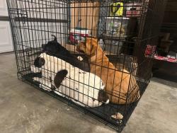 Found/Stray Female Dog last seen Sterling Gate, Alabaster, AL 35114