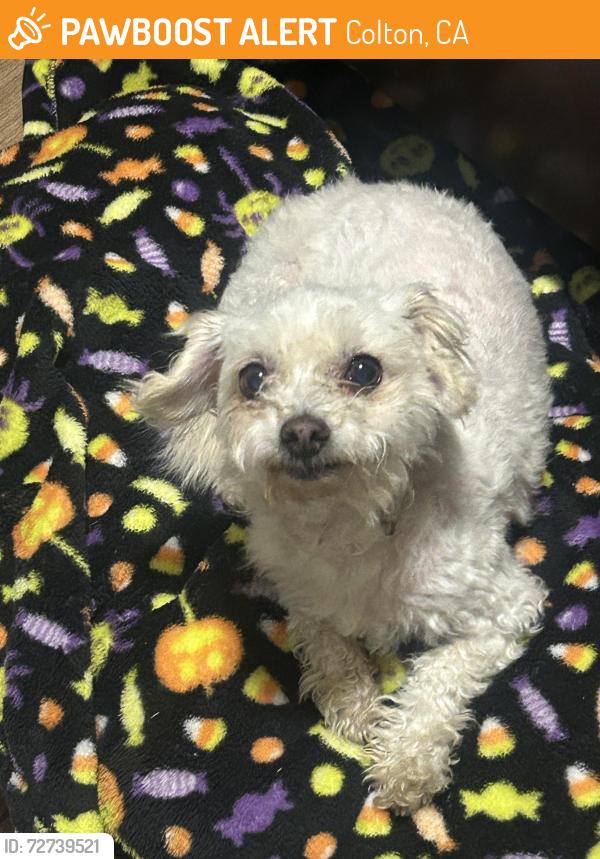 Found/Stray Female Dog last seen La Cadena by the Police Station, Colton, CA 92324