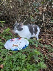 Found/Stray Unknown Cat last seen In yard, Olympia, WA 98501