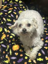 Found/Stray Female Dog last seen La Cadena by the Police Station, Colton, CA 92324