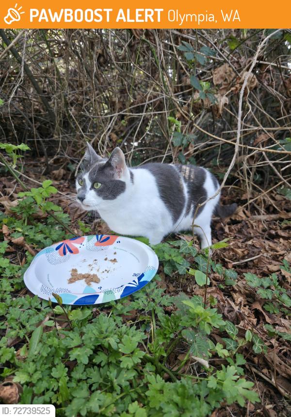 Found/Stray Unknown Cat last seen In yard, Olympia, WA 98501