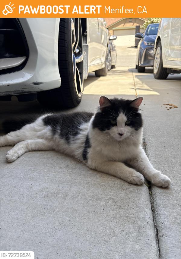 Found/Stray Unknown Cat last seen Ridgemoor Elementary, Menifee, CA 92584
