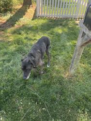 Found/Stray Unknown Dog last seen 43rd and Wyoming, Nashville, TN 37209