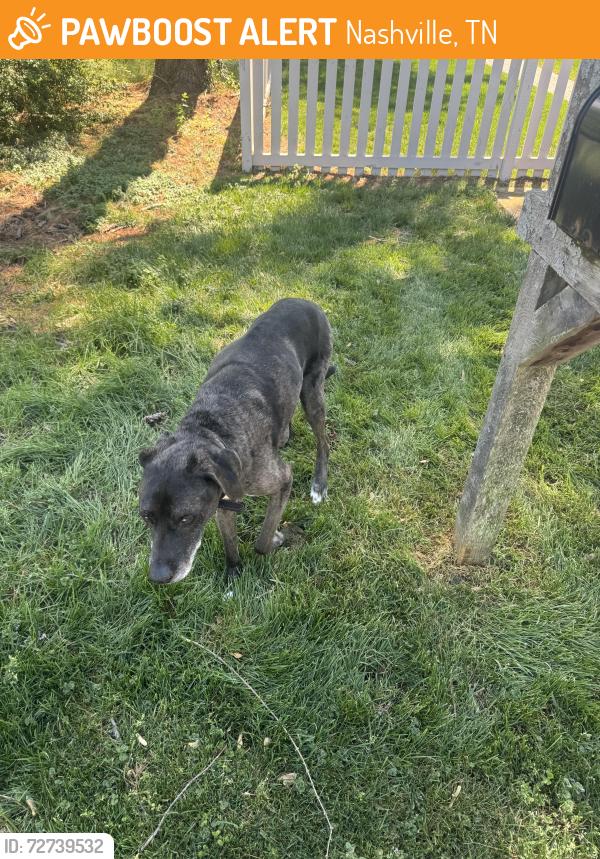 Found/Stray Unknown Dog last seen 43rd and Wyoming, Nashville, TN 37209