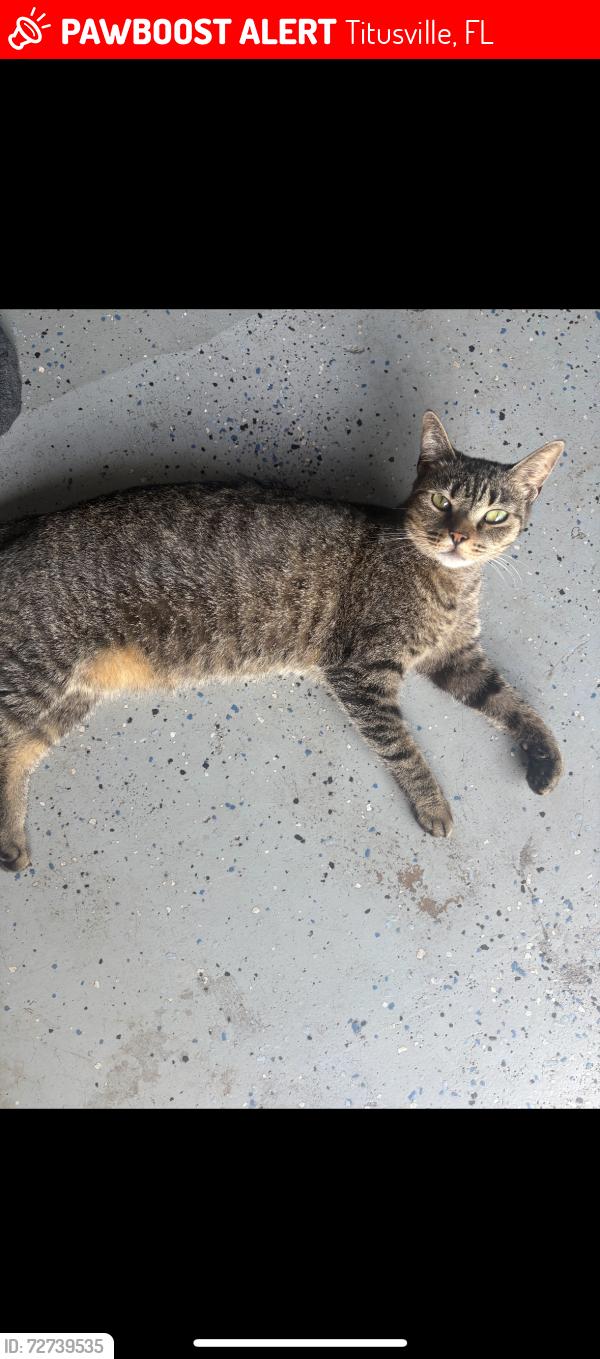 Lost Female Cat last seen Barna Ave and Knox Mcrae, Titusville, FL 32780