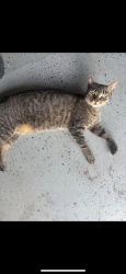 Lost Female Cat last seen Barna Ave and Knox Mcrae, Titusville, FL 32780
