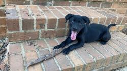 Found/Stray Male Dog last seen Frontier Court Plantation ests on Eastsixe, Athens, GA 30605