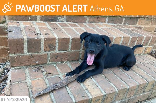 Found/Stray Male Dog last seen Frontier Court Plantation ests on Eastsixe, Athens, GA 30605