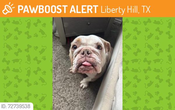 Found/Stray Female Dog last seen Shawii pass, Liberty Hill, TX 78642